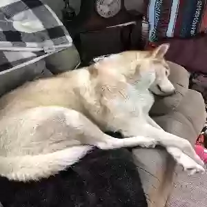 lost female dog piper