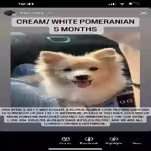 lost female dog taffy
