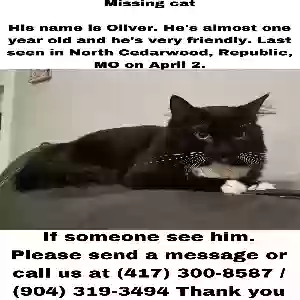 lost male cat oliver