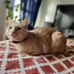 lost male cat pumpkin