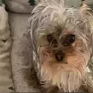 lost male dog max