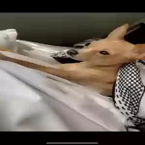 lost female dog rihanna
