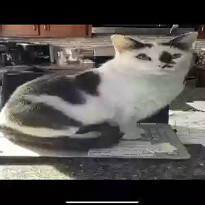 lost female cat blue