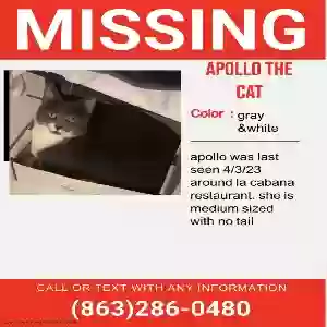 lost female cat apollo