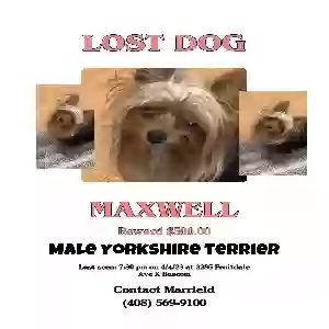 lost male dog max