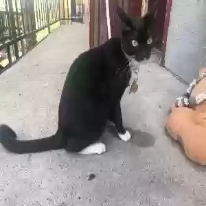 lost female cat spirit