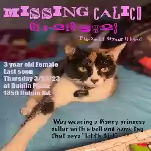 lost female cat elmyra