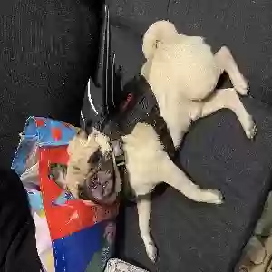 lost male dog nikko