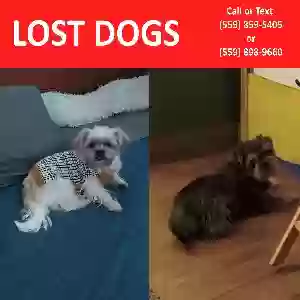 lost male dog buster & benji