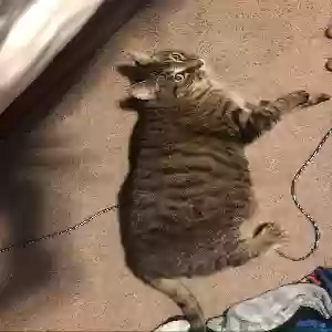 lost female cat nova