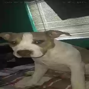 lost female dog pinta