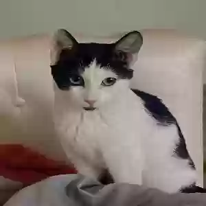 lost female cat rani