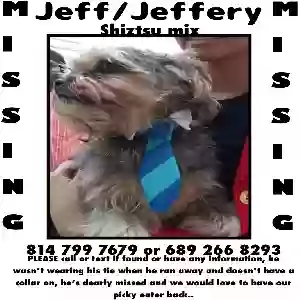 lost male dog jeff