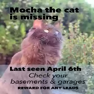 lost female cat mocha