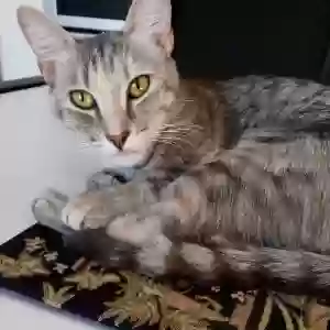 lost female cat alejandra