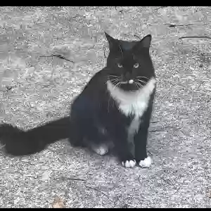 lost male cat mustache