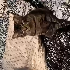lost female cat kitty girl