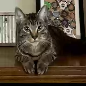 lost female cat kitty girl
