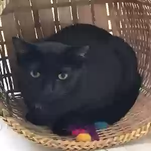 lost male cat batman