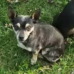 lost male dog scrappy