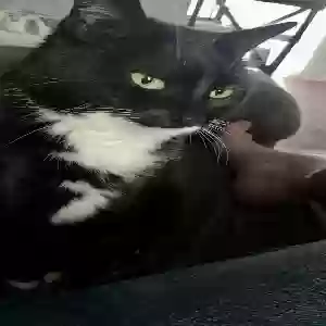 lost female cat mittens