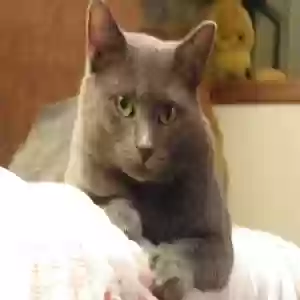 lost male cat blue