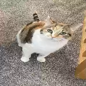 lost female cat snickers