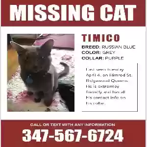 lost male cat timico