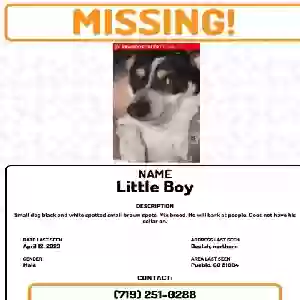 lost male dog little boy