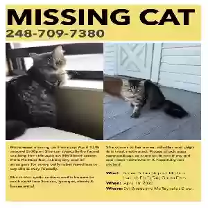 lost female cat nova