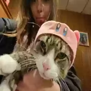 lost male cat ju han
