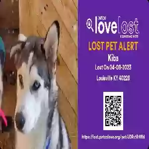 lost male dog kiba