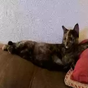 lost female cat ember