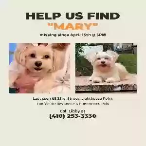 lost female dog mary