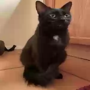 lost female cat sire
