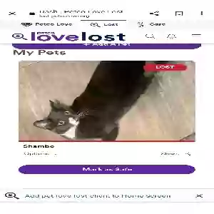 lost male cat shambo