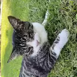 lost male cat jack
