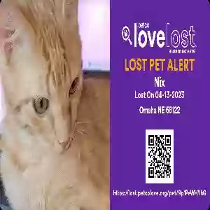 lost male cat nix