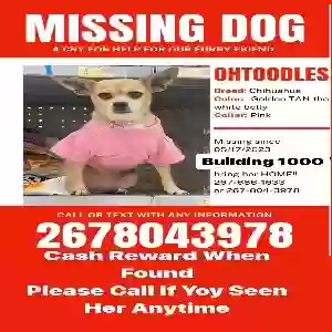 lost female dog toot