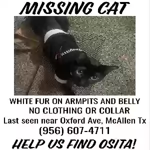 lost female cat osita