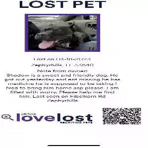 lost male dog shadow