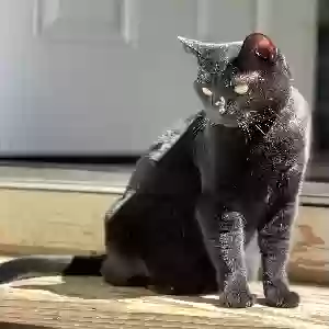lost female cat eclipse