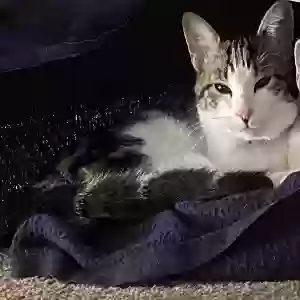 lost male cat dipper
