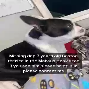 lost male dog dexter