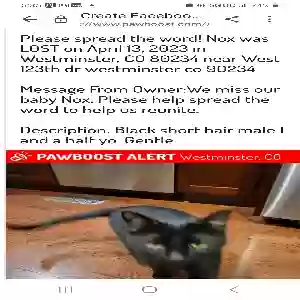 lost male cat nox