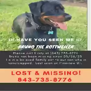 lost male dog bruno