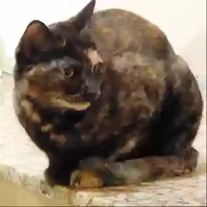 lost female cat sophie