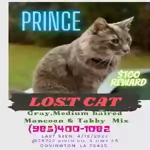 lost male cat prince