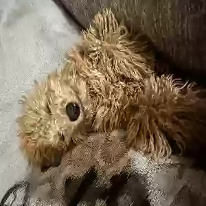 lost male dog teddy