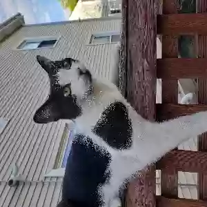 lost male cat oliver